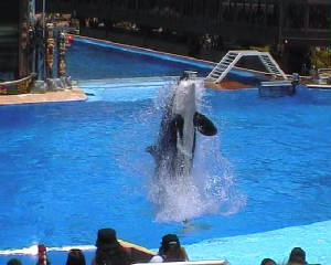orca2.jpg